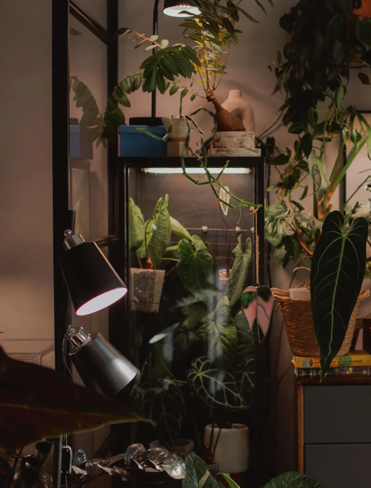 The Aesthetics of Living Interiors. How to Create a Stylish Space with Houseplants