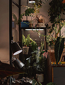 The Aesthetics of Living Interiors. How to Create a Stylish Space with Houseplants