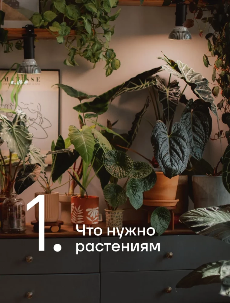 The Aesthetics of Living Interiors. How to Create a Stylish Space with Houseplants