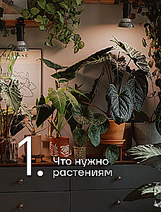 The Aesthetics of Living Interiors. How to Create a Stylish Space with Houseplants