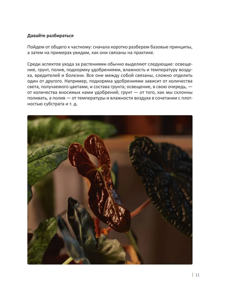 The Aesthetics of Living Interiors. How to Create a Stylish Space with Houseplants