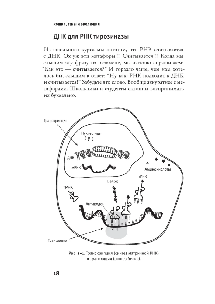 Cats, Genes, and Evolution