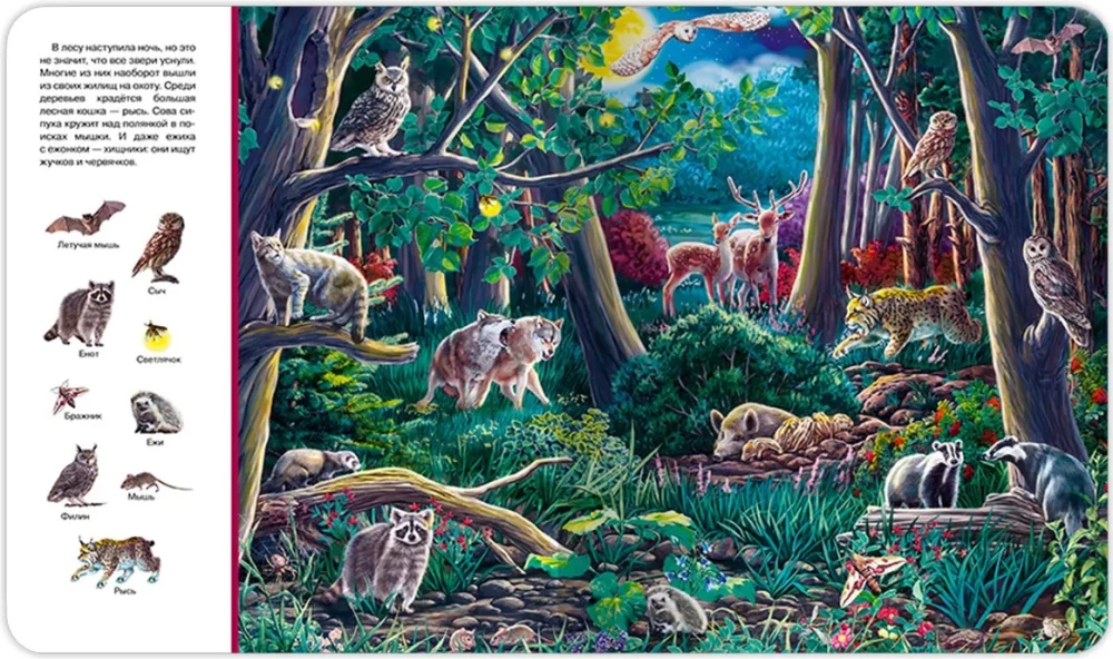 Find and Show. The Forest