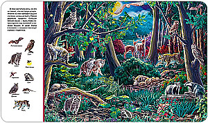 Find and Show. The Forest