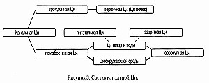 Система каналов и коллатералей китайской медицины