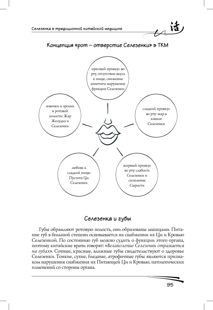 Spleen in Traditional Chinese Medicine
