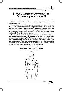 Spleen in Traditional Chinese Medicine