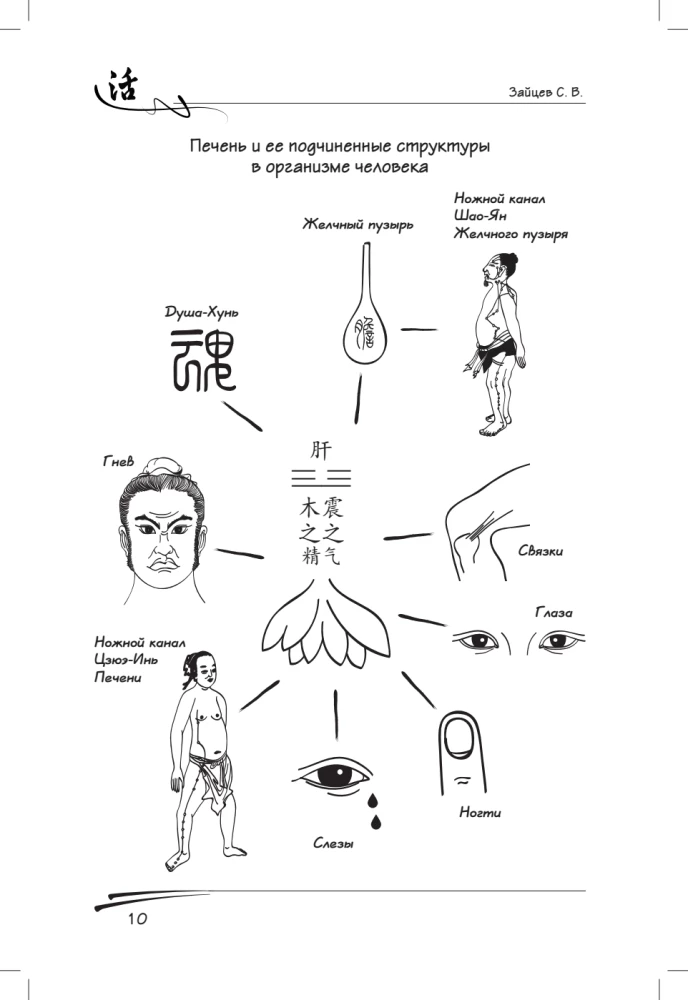 Liver in Traditional Chinese Medicine