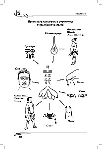 Liver in Traditional Chinese Medicine