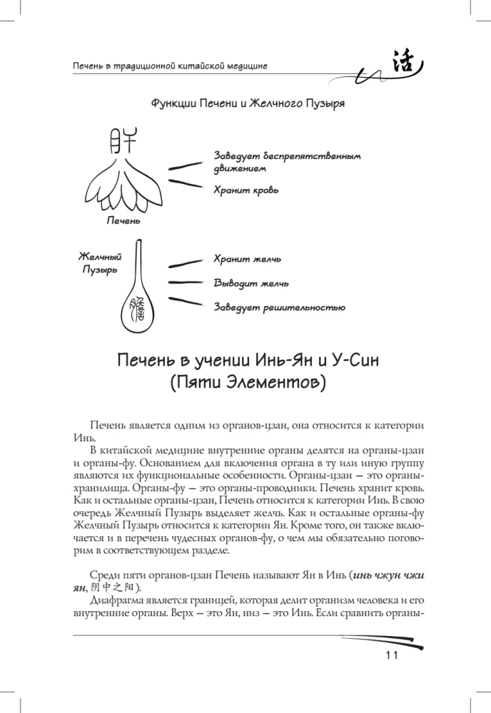 Liver in Traditional Chinese Medicine