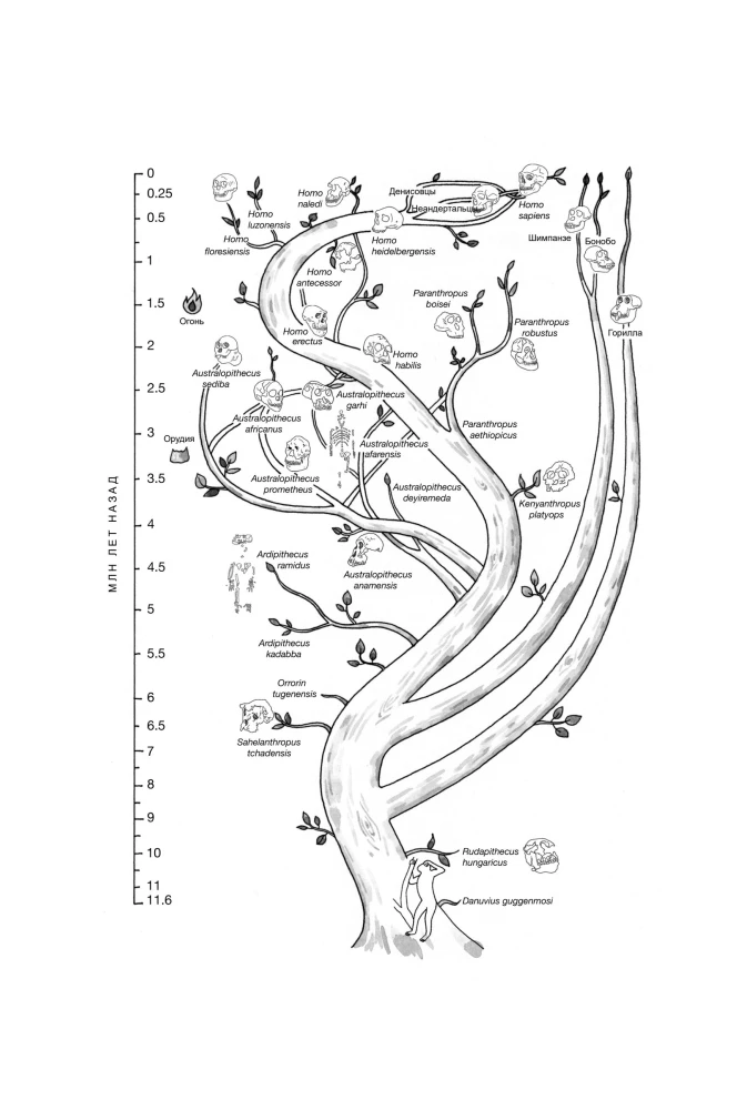 First Steps: How Bipedalism Made Us Human