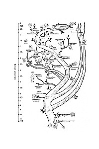 First Steps: How Bipedalism Made Us Human