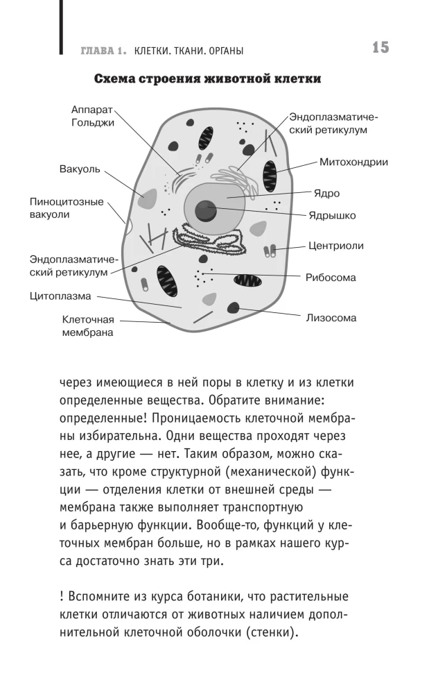 Anatomia. Odkrycie człowieka