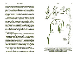 Summer. Secrets of Plant and Animal Survival in the Season of Abundance