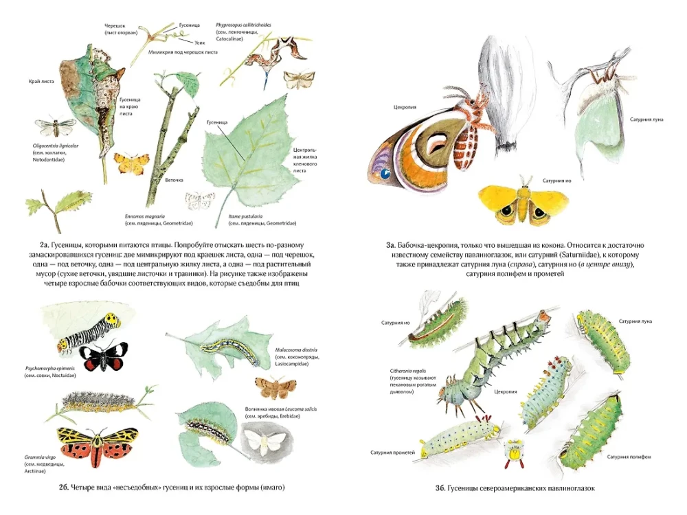Summer. Secrets of Plant and Animal Survival in the Season of Abundance