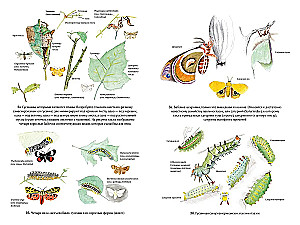 Summer. Secrets of Plant and Animal Survival in the Season of Abundance