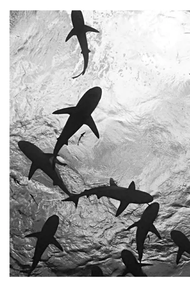 Emperors of the Deep. Sharks. The Most Mysterious, Underrated, and Indispensable Guardians of the Ocean