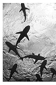 Emperors of the Deep. Sharks. The Most Mysterious, Underrated, and Indispensable Guardians of the Ocean