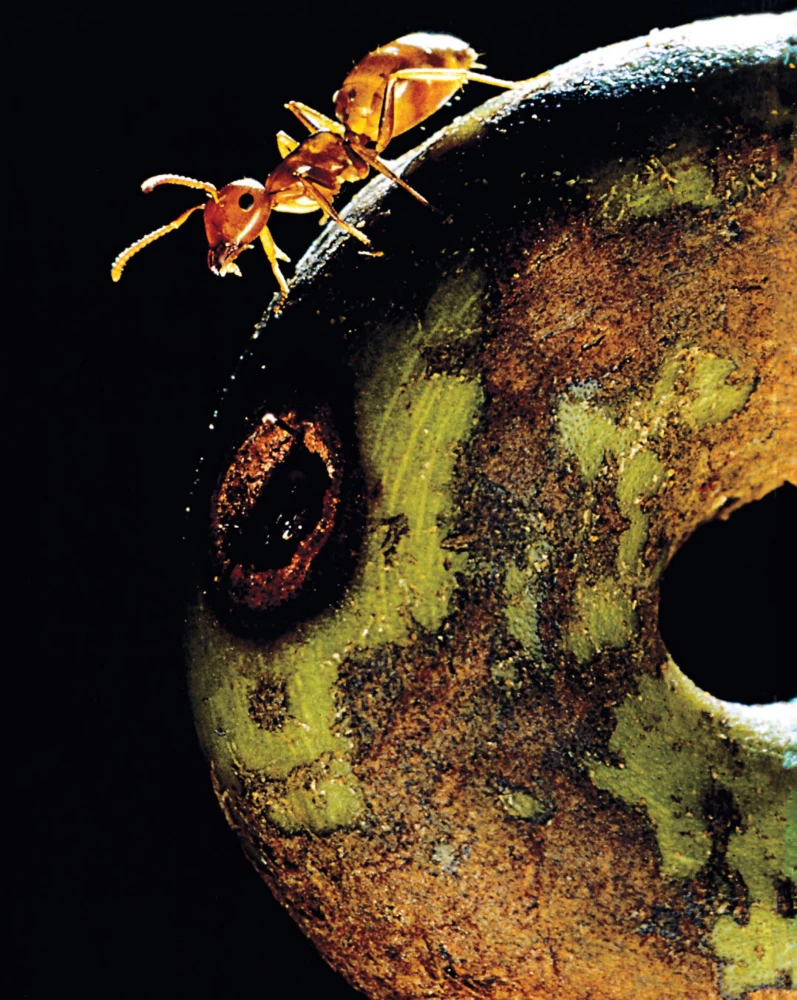 Adventures Among Ants. A Journey Around the Globe with Trillions of Superorganisms