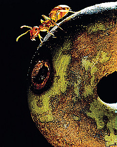Adventures Among Ants. A Journey Around the Globe with Trillions of Superorganisms