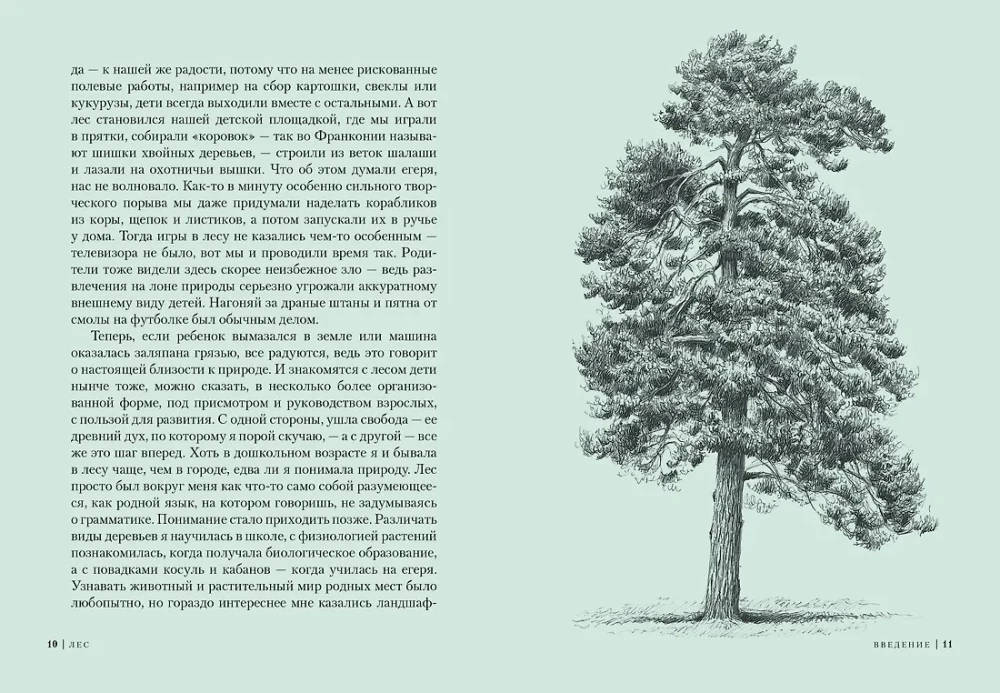 Forest. How the Forest Ecosystem is Organized