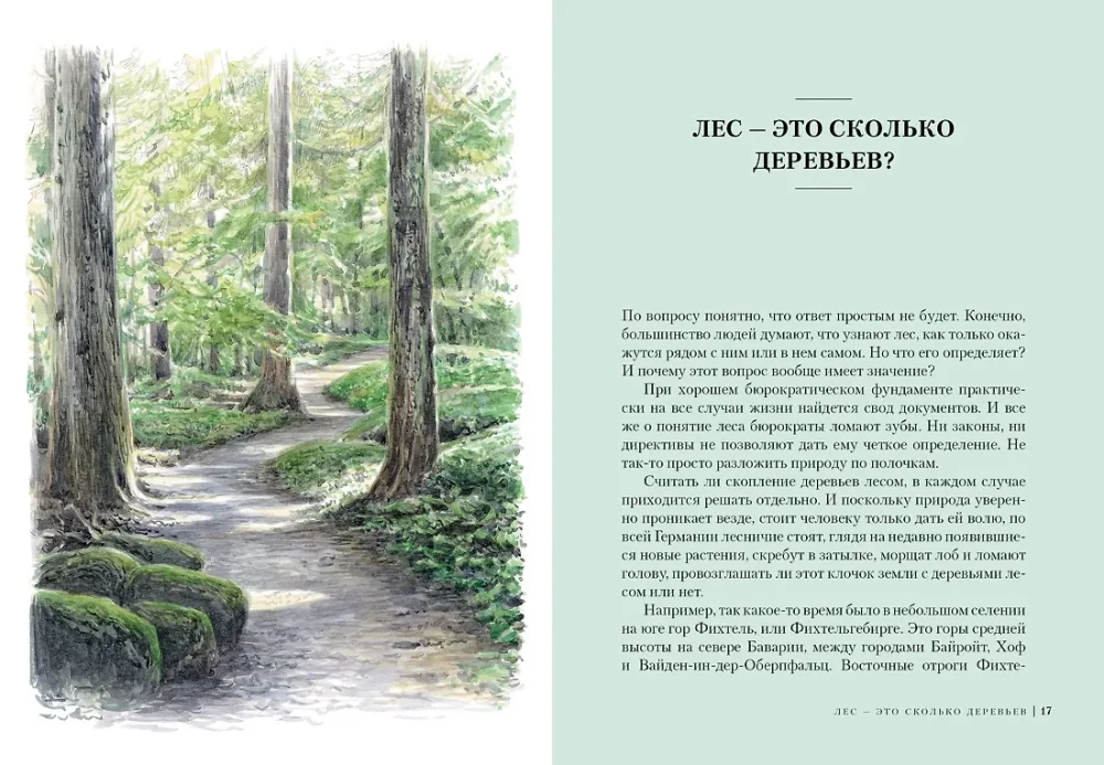 Forest. How the Forest Ecosystem is Organized