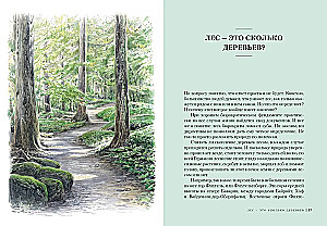 Forest. How the Forest Ecosystem is Organized