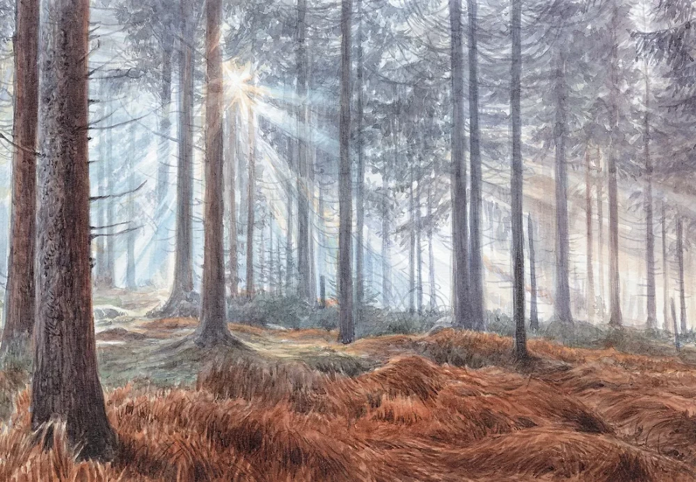 Forest. How the Forest Ecosystem is Organized