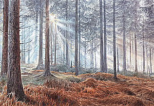 Forest. How the Forest Ecosystem is Organized