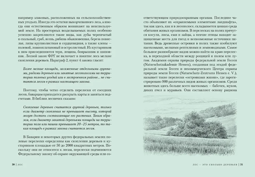 Forest. How the Forest Ecosystem is Organized