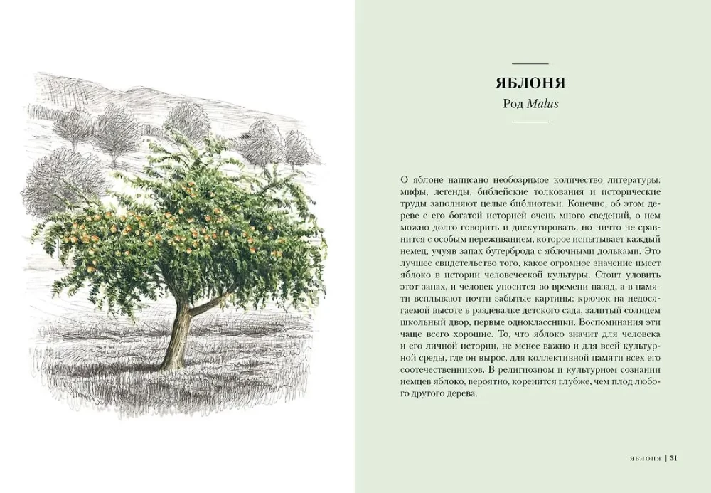 Trees. How the Lives of Humans and Trees are Intertwined