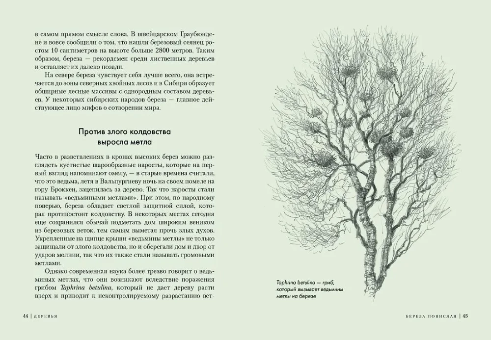 Trees. How the Lives of Humans and Trees are Intertwined