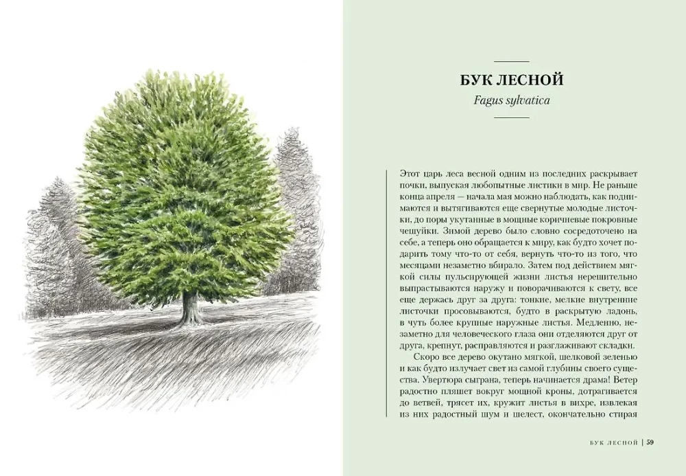 Trees. How the Lives of Humans and Trees are Intertwined