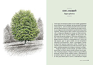 Trees. How the Lives of Humans and Trees are Intertwined