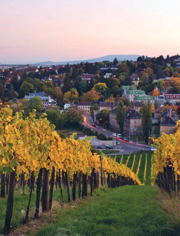 Auf der Suche nach Wein. Weinreisen durch die Alte Welt