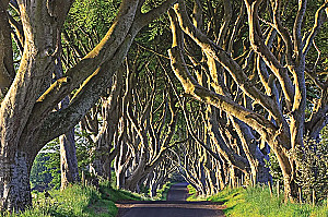Outstanding Trees That Changed Our Lives
