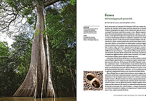Outstanding Trees That Changed Our Lives