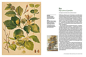 Outstanding Trees That Changed Our Lives