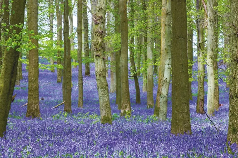 Outstanding Trees That Changed Our Lives