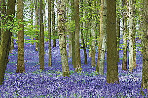 Outstanding Trees That Changed Our Lives