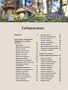 Mushrooms. An Illustrated Guide to Popular Species