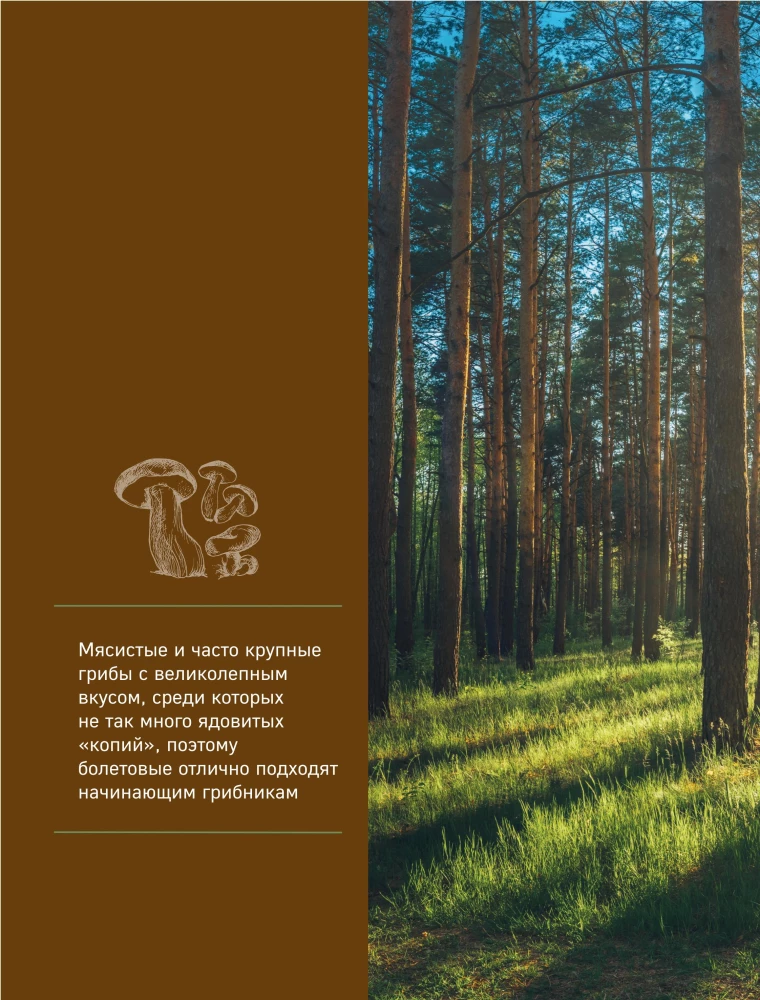 Mushrooms. An Illustrated Guide to Popular Species