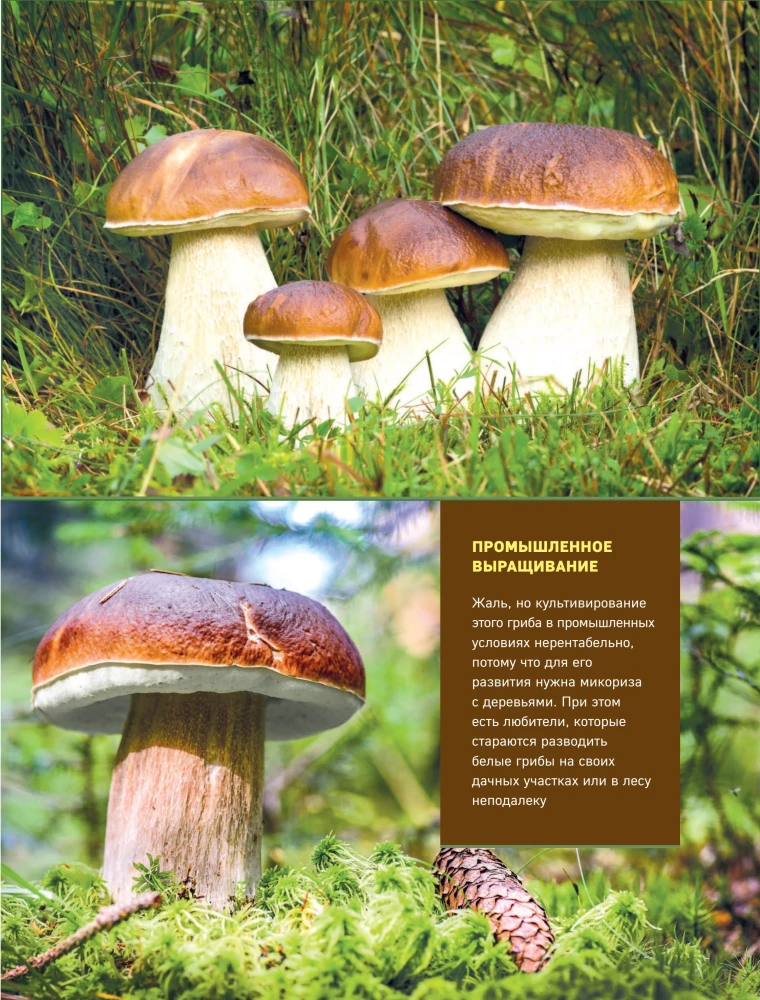 Mushrooms. An Illustrated Guide to Popular Species