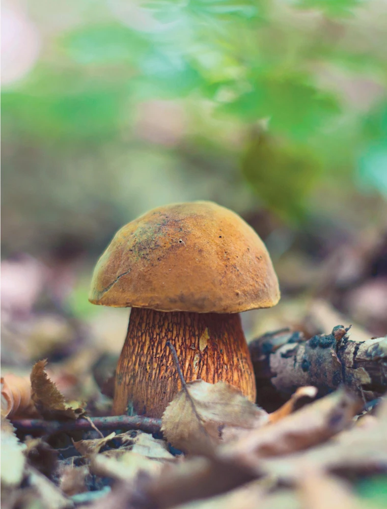 Mushrooms. An Illustrated Guide to Popular Species