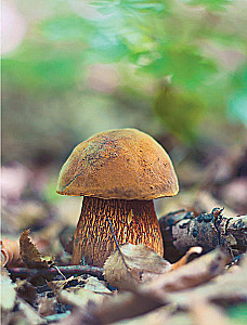 Mushrooms. An Illustrated Guide to Popular Species