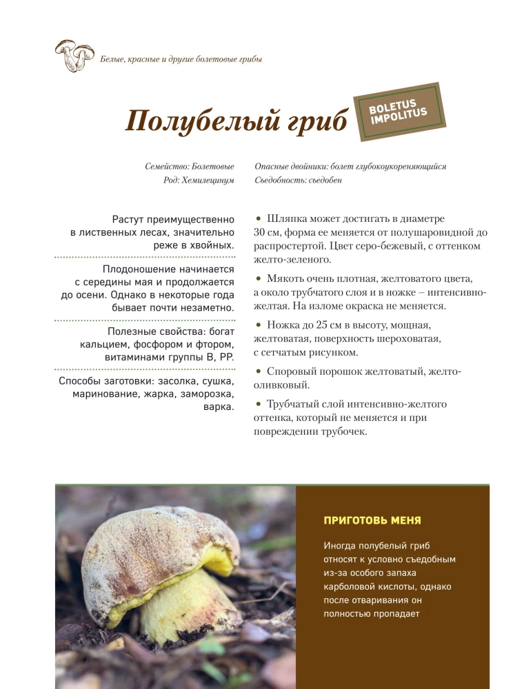 Mushrooms. An Illustrated Guide to Popular Species