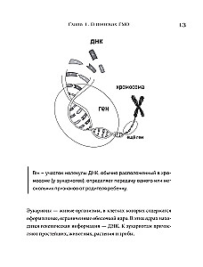 Wie man Gene in Zellen anfreundet. Jugendcocktail, leuchtende Kätzchen, gedruckte Organe und andere Schönheiten der Wissenschaft