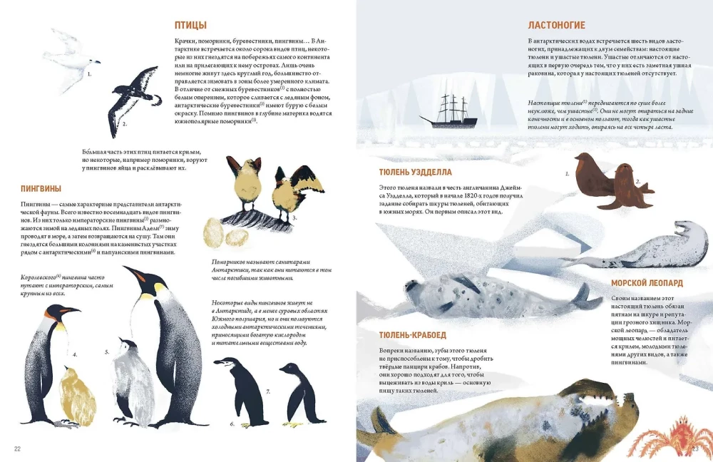 Antarctica. Amazing Facts About the Most Mysterious Continent on Earth