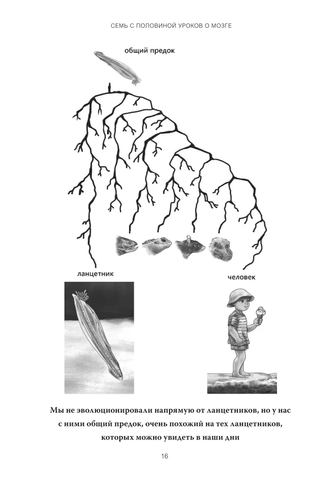 Seven and a Half Lessons on the Brain. Why the Brain Is Not Organized the Way We Thought