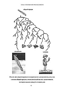 Seven and a Half Lessons on the Brain. Why the Brain Is Not Organized the Way We Thought